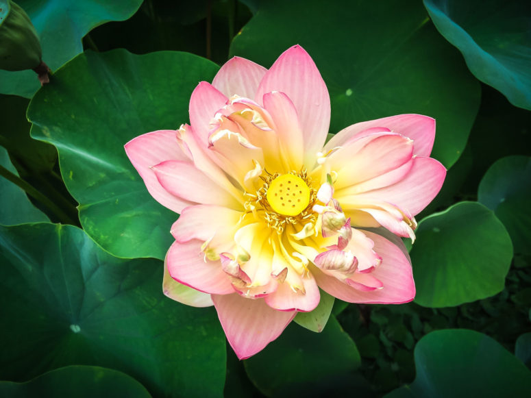 Lotusblüte © Ökologisch Botanischer Garten