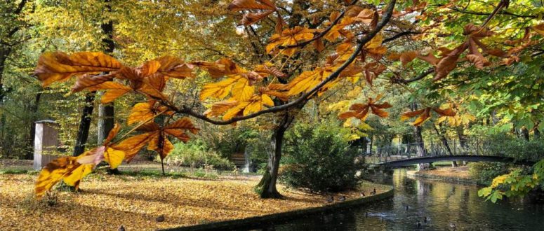 Herbstlicher Hofgarten (c) Bettina Blaß (Op Jück)