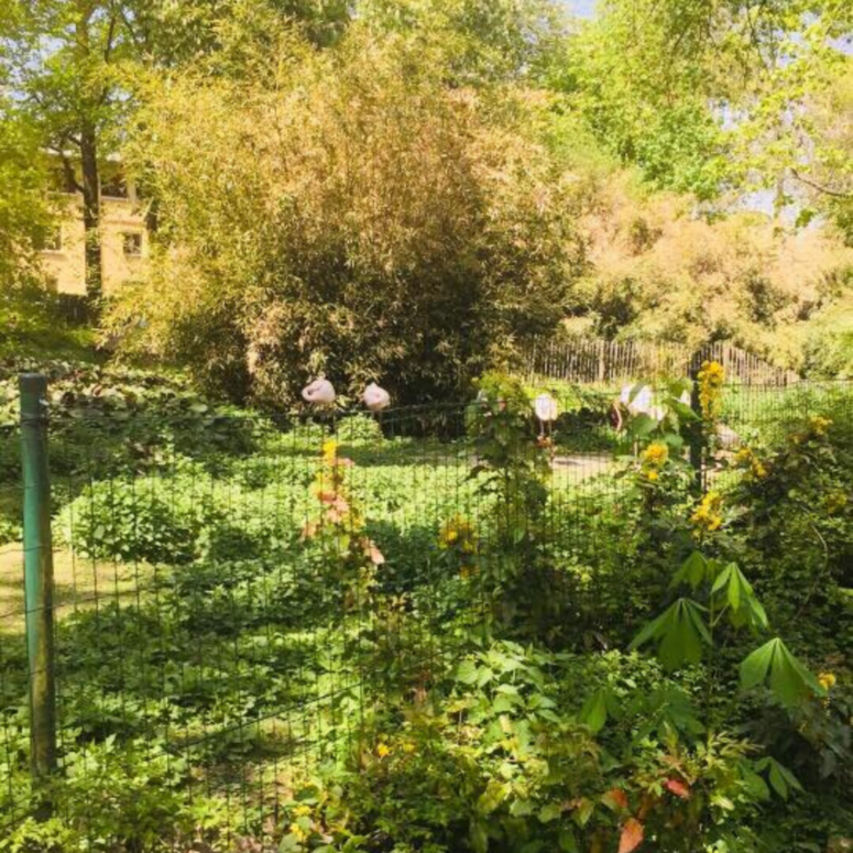 Ein üppiger, grüner Garten mit dichtem Laub und einem Metallzaun; mehrere große weiße Vögel stehen im hellen Sonnenlicht auf dem Gras in der Nähe von Sträuchern und Bäumen.