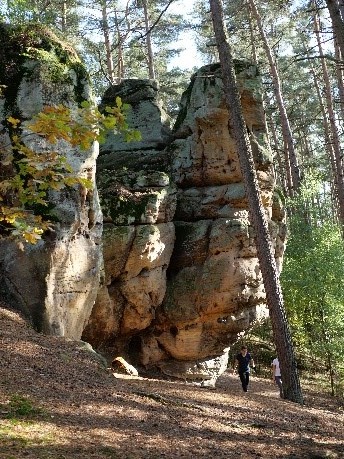 Bild vom Zauberwald