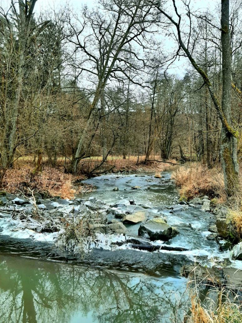 Wald am Schlehenberg