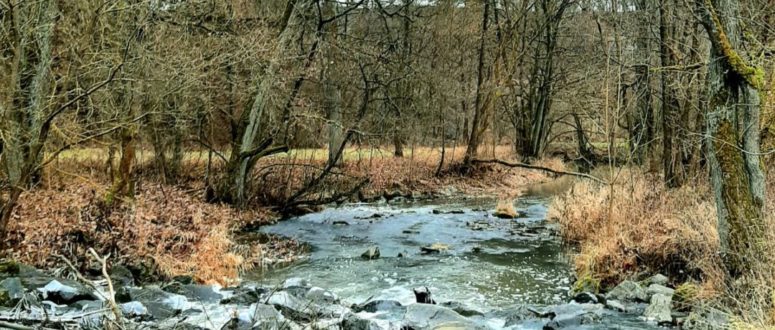 Wald am Schlehenberg