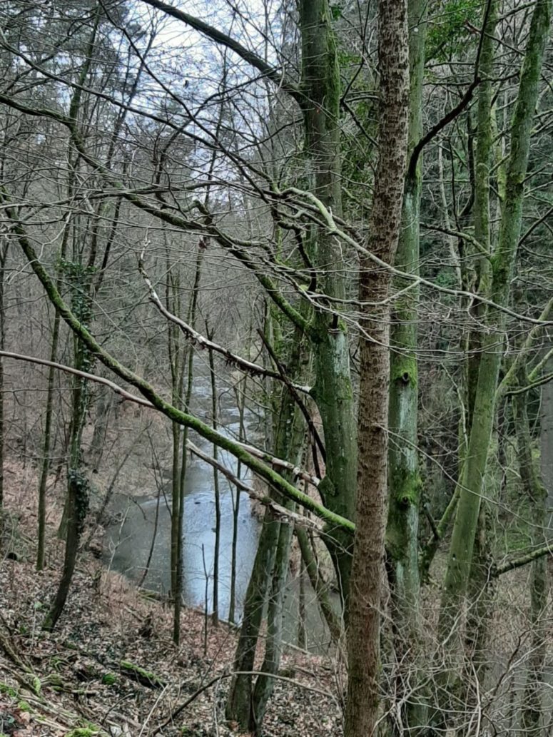 Wald am Schlehenberg