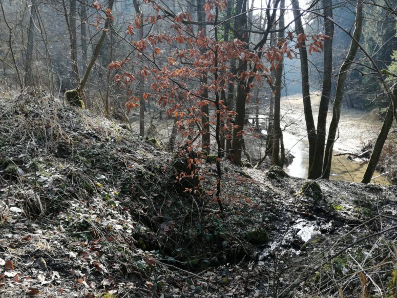 Wald am Schlehenberg