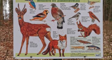 Wander-Geheimtipp: Studentenwald