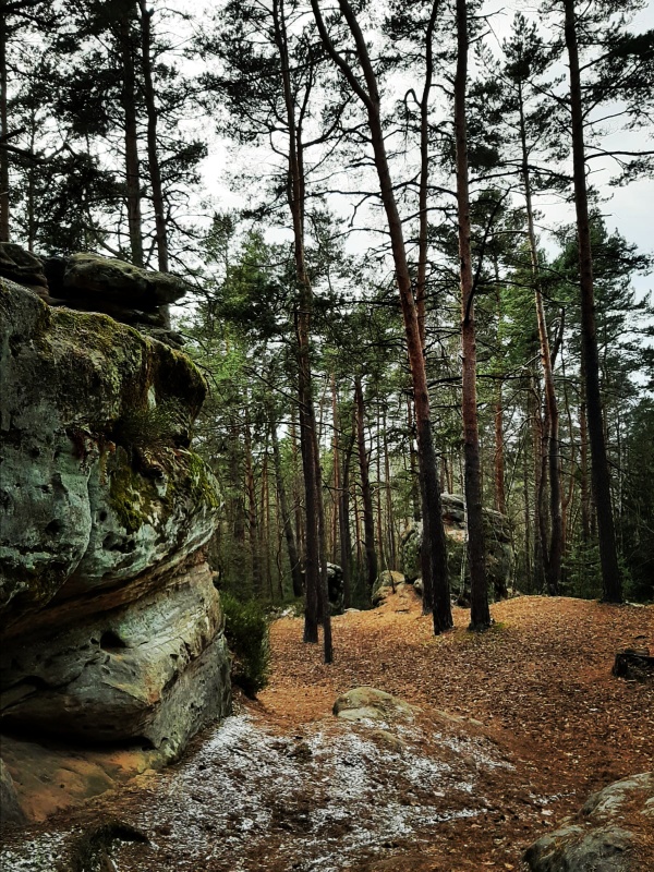 Wald am Buchstein 