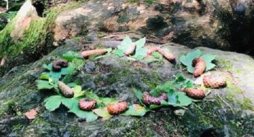 Wander-Geheimtipp: Druidenhain in der Fränkischen Schweiz