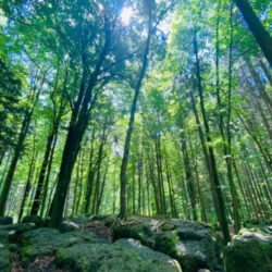 Der mystische Druidenhain in der Fränkischen Schweiz