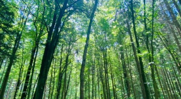 Der Druidenhain. Im Hintergrund Wald, im Vordergrund ein Steinhaufen, mystisches Sonnenlicht.