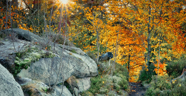 Hiking trail through the forest with the sun shining through the leaves