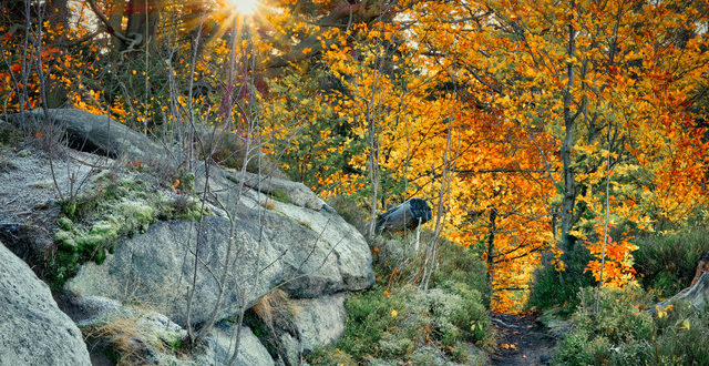 Wanderweg bei der Burg Rabenstein im Wald mit herbstlich gefärbten Blättern und warmem Sonnenlicht