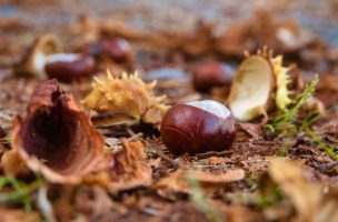 Kastanien liegen auf Waldboden