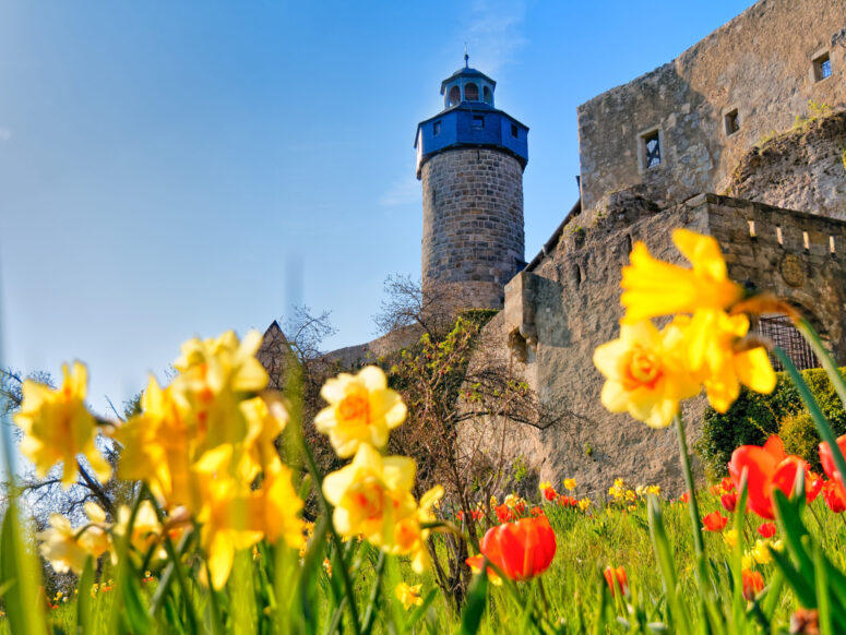 Burg Zwernitz hinter leuchtenden gelben Blumen