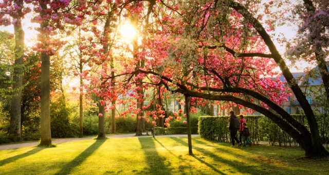 Hofgarten im Frühling (c) Mikhail Butovskiy
