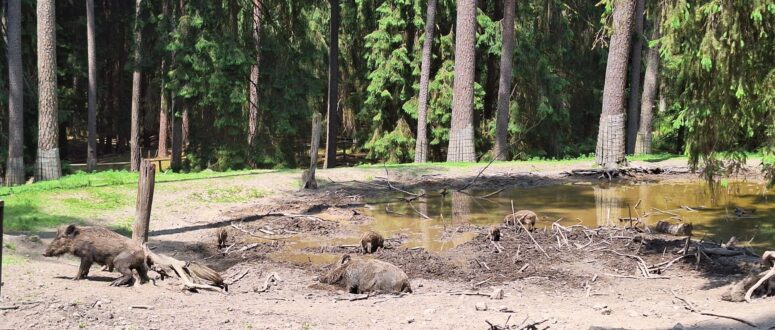 Wild­ge­hege Hufeisen im Velden­steiner Forst