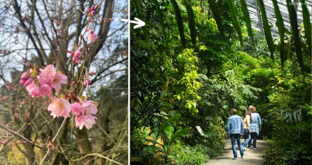 Frühling_Botanischer Garten