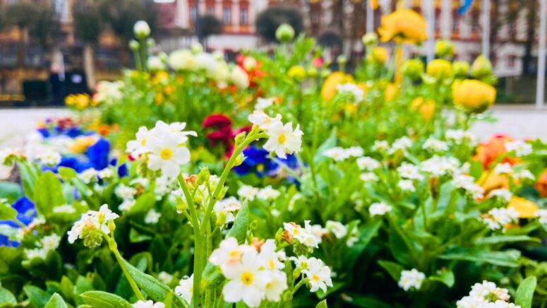 Nahaufnahme von kleinen weißen und gelben Blumen in einem lebendigen Gartenbeet, die den lebendigen Geist des Frühlings einfangen, mit bunten Blüten und verschwommenen Gebäuden im Hintergrund für eine weiche, helle Frühlingsszene.