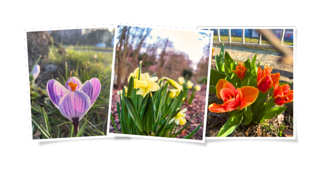 TM-Newsletter-Header-Frühling