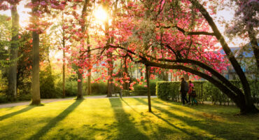 Ein sonnenbeschienener Park mit saftigem Gras, rosa blühenden Bäumen und langen Schatten. Zwei Personen, möglicherweise ein Elternteil und ein Kind, spazieren Hand in Hand unter den Zweigen im Hofgarten im Frühling, umgeben von einer lebendigen Frühlingslandschaft.