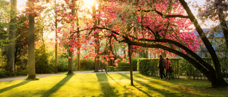 Ein sonnenbeschienener Park mit saftigem Gras, rosa blühenden Bäumen und langen Schatten. Zwei Personen, möglicherweise ein Elternteil und ein Kind, spazieren Hand in Hand unter den Zweigen im Hofgarten im Frühling, umgeben von einer lebendigen Frühlingslandschaft.