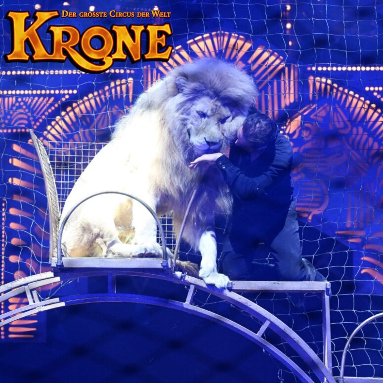Circus Krone Bayreuth 2025 Farbenspiel Gold Edition Löwe Lacey