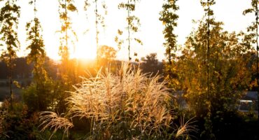 Abendstimmung in der Wilhelminenaue CC0 Kratzer