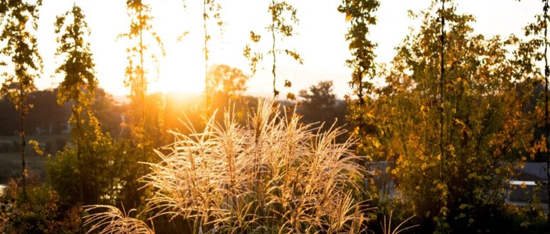 Abendstimmung in der Wilhelminenaue CC0 Kratzer