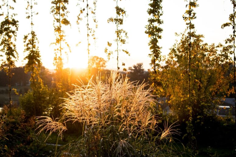 Abendstimmung in der Wilhelminenaue CC0 Kratzer