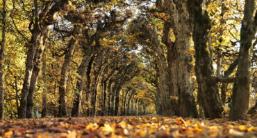 Ein von Bäumen gesäumter Weg in der Eremitage im Herbst. Goldene Blätter bedecken den Boden und das Sonnenlicht dringt durch die Äste und schafft eine warme und einladende Atmosphäre. Die Bäume bilden einen natürlichen Bogen über dem Weg.