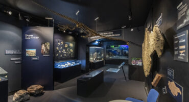 In einem dunklen Ausstellungsraum des Museums werden Fossilien, Gesteine und Mineralien in Glasvitrinen ausgestellt, über dem Kopf hängt ein bewegliches prähistorisches Skelett und an den Wänden sind Informationstafeln angebracht.