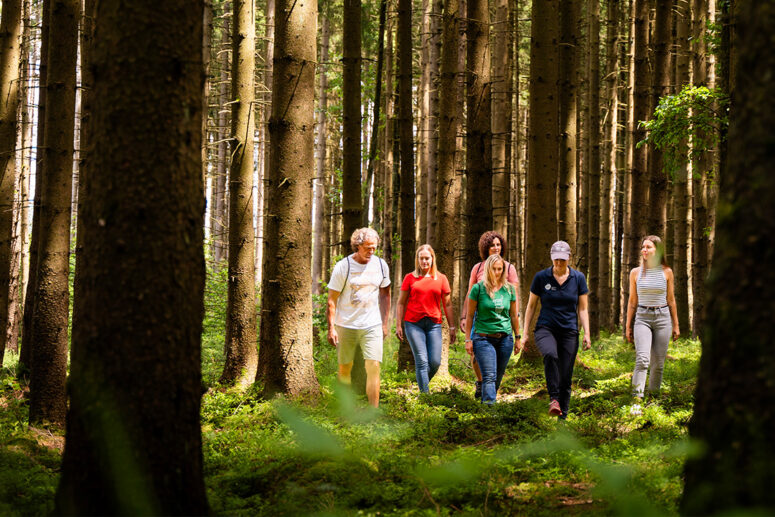 Sechs Personen gehen gemeinsam durch einen sonnenbeschienenen Wald, umgeben von hohen Bäumen und grünem Laub. Sie sind leger gekleidet und scheinen eine friedliche Wanderung zu genießen.