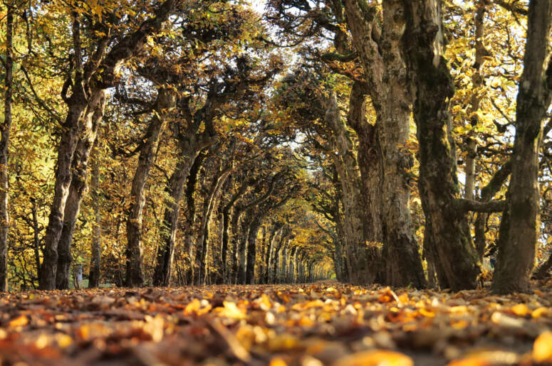 Ein mit Herbstlaub bedeckter Weg führt durch eine Allee mit Bäumen, deren Blätter sich golden färben.